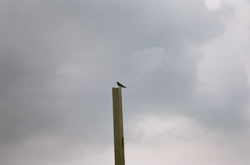 Metal Kiriş üzerinde Tüneyen Kuş