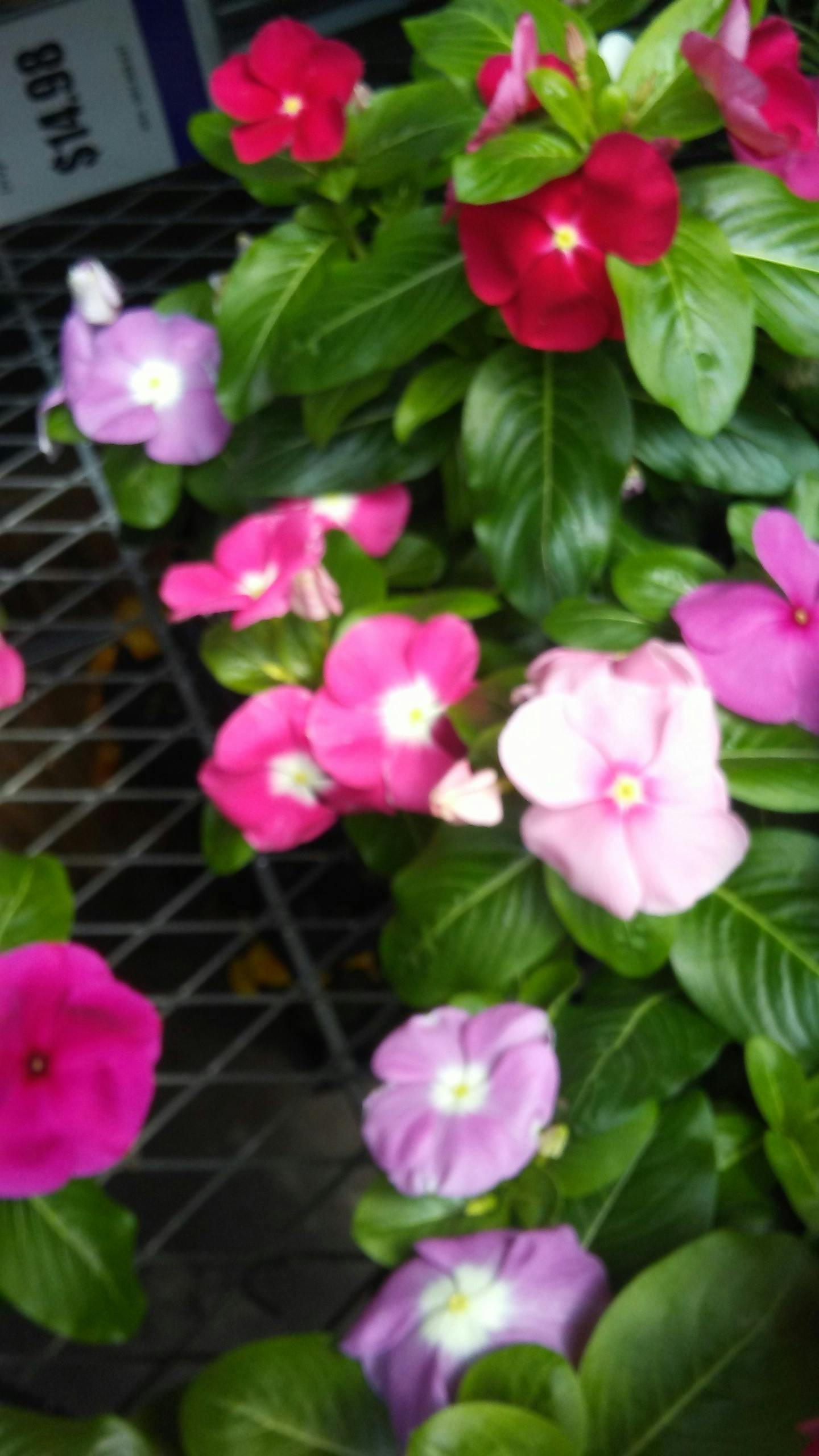 Free stock photo of beautiful flowers, garden, pink