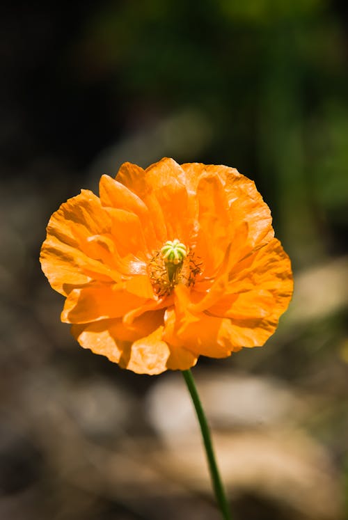 Free stock photo of beautiful flowers, orange
