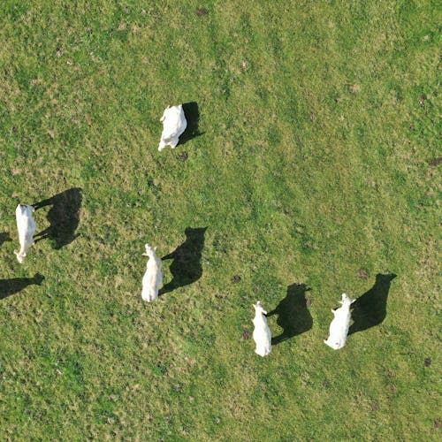 Free Bird's-Eye View Photo of White Sheep on Green Grass Stock Photo