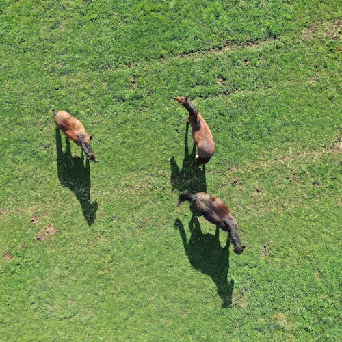 Drone Shot of Brown Horses on Green Grass