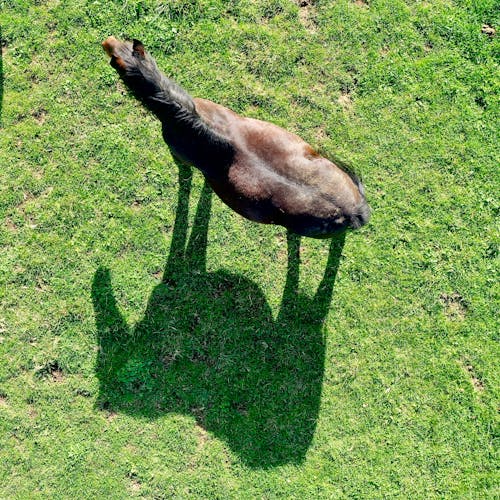 Aerial Shot of a Brown Horse on Green Grass