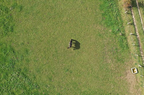 Free Drone Shot of a Horse on a Grass Field Stock Photo