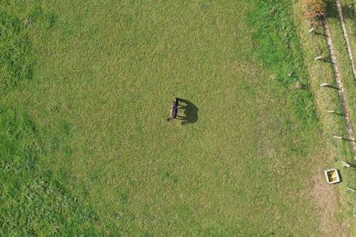 Drone Shot of a Horse on a Grass Field