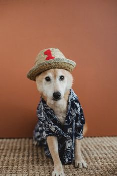 一只戴着草帽、穿着衬衫的可爱小狗，正坐在房间里的柔软地毯上