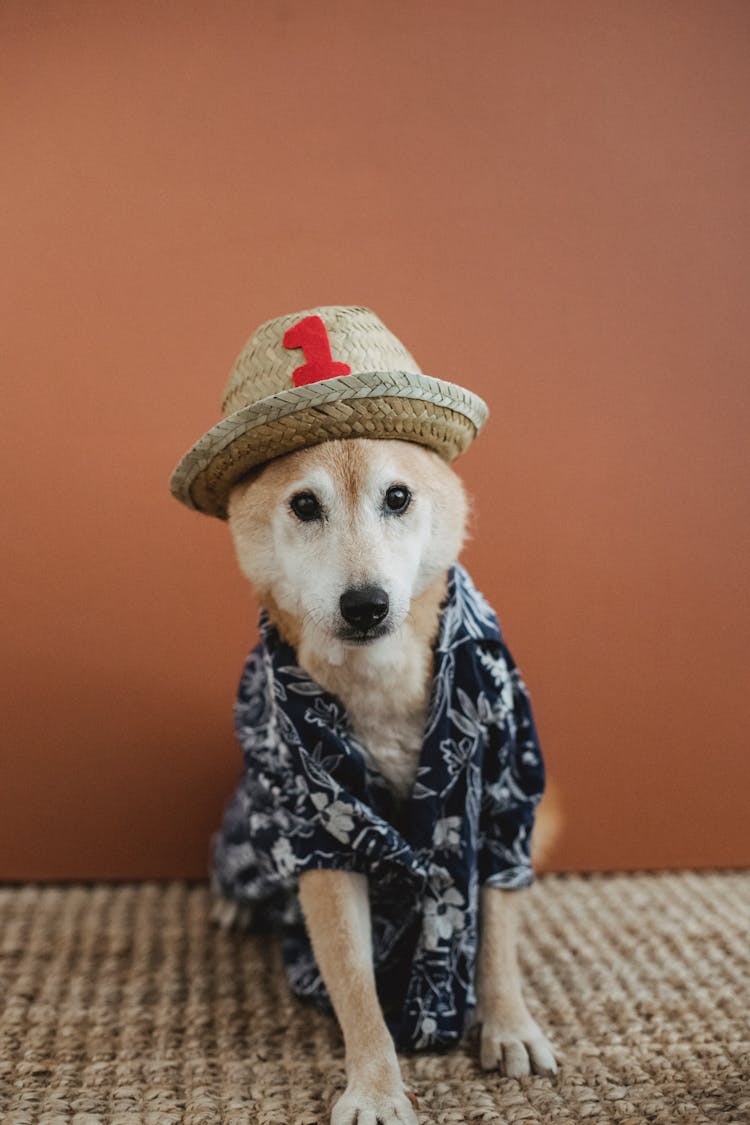 Cute Dog In Apparel At Home