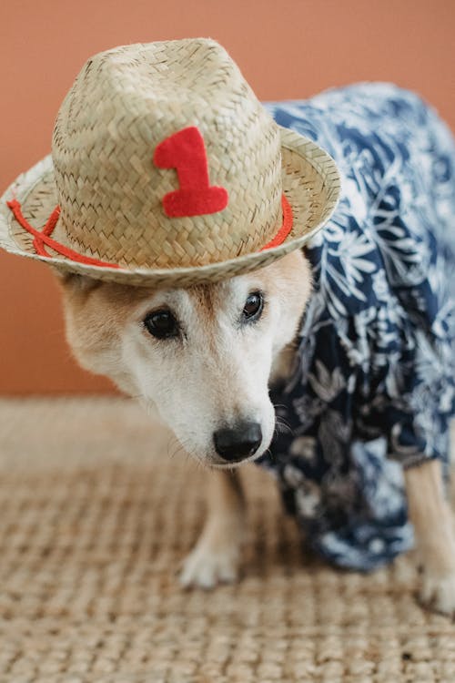 Очаровательная собака в шляпе на ковре · Бесплатные стоковые фото