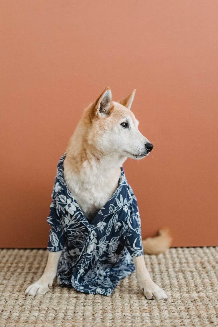 Graceful Dog In Shirt On Carpet