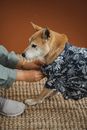 室内，一只可爱的柴犬穿着花卉衬衫，有人在帮它整理