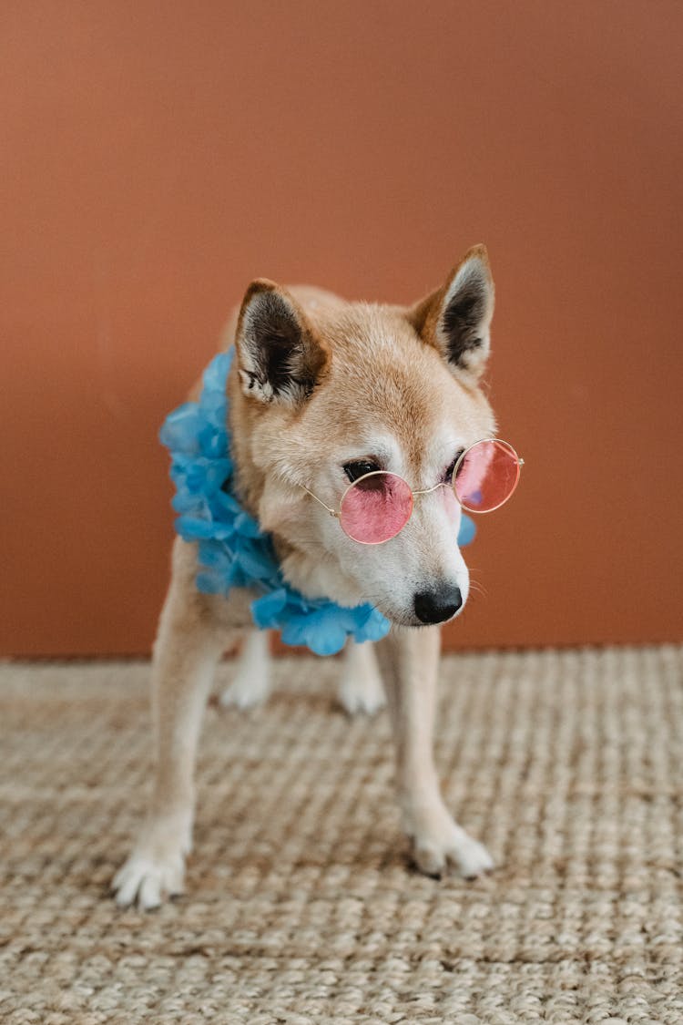 Funny Dog In Sunglasses In Room