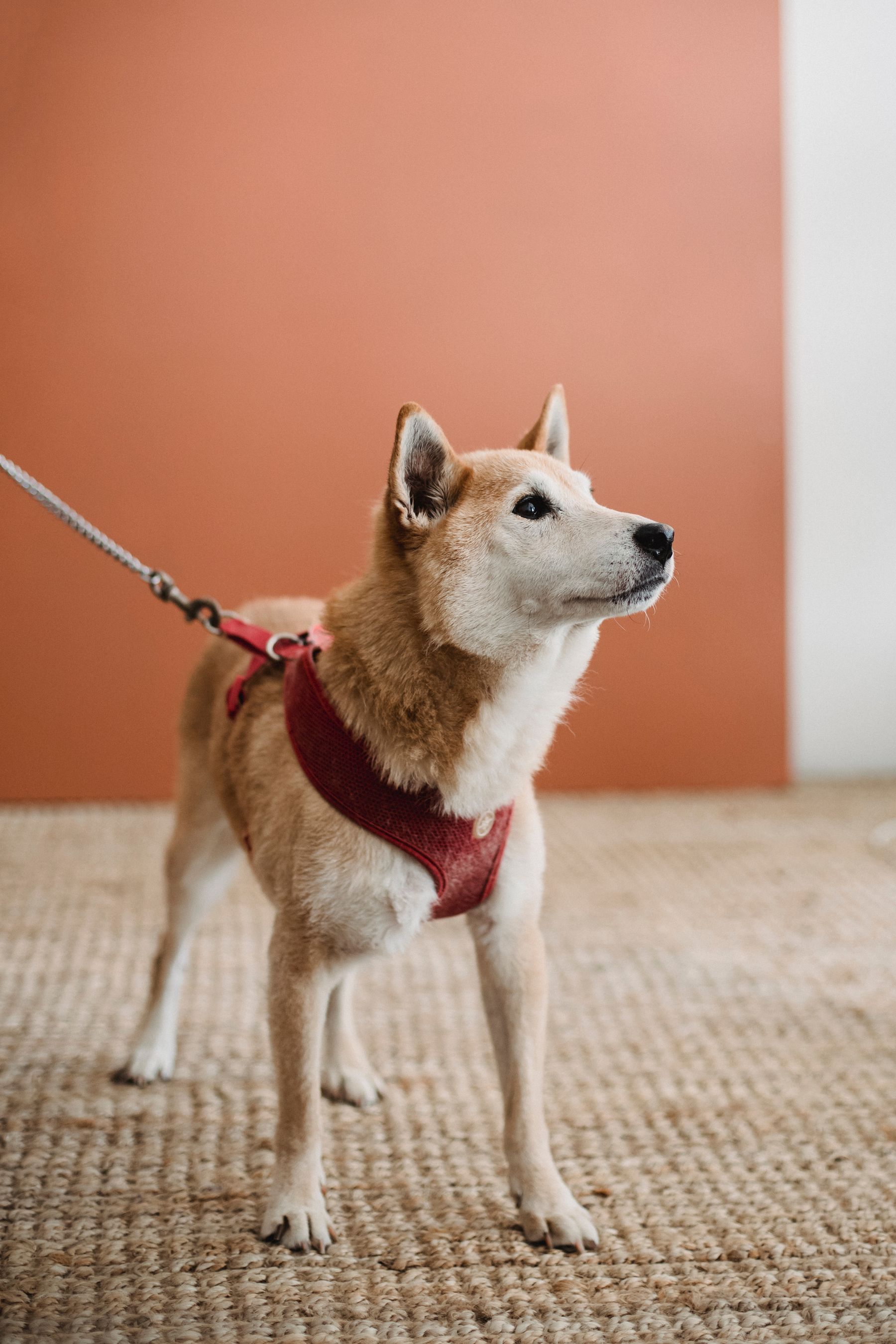 Dog wearing a harness and leash during an everyday pet routine at home