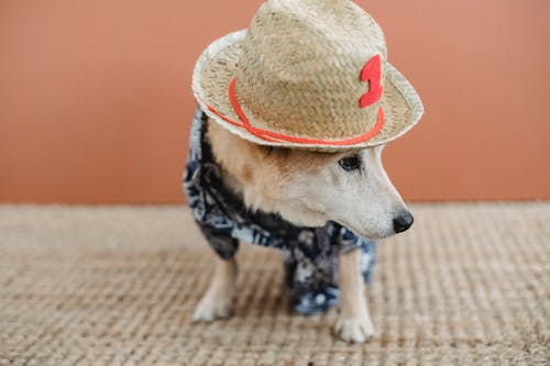 Pet Costumes That Are Cute, Comfortable, and Weather-Ready
