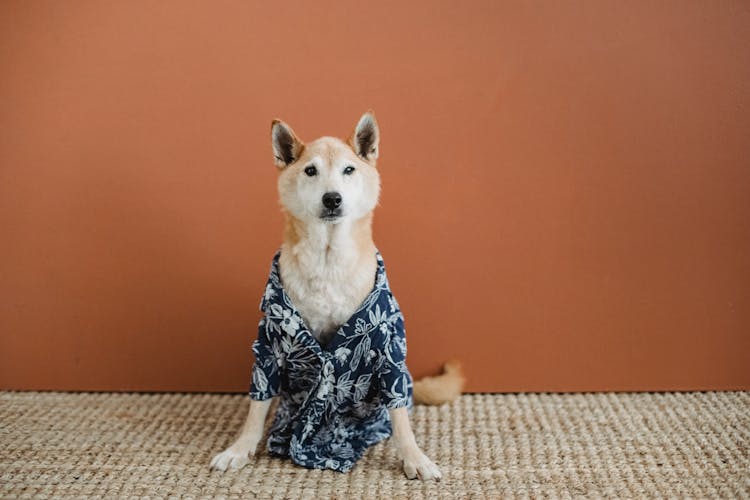 Curious Dog In Clothes Sitting On Floor