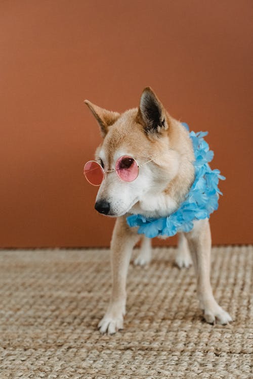 Free 有趣的柴犬戴着粉红色的太阳镜 Stock Photo