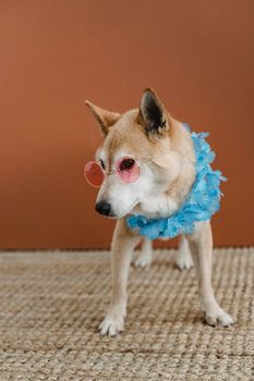 一只迷人的柴犬在室内戴着粉色太阳镜和俏皮的蓝色花环