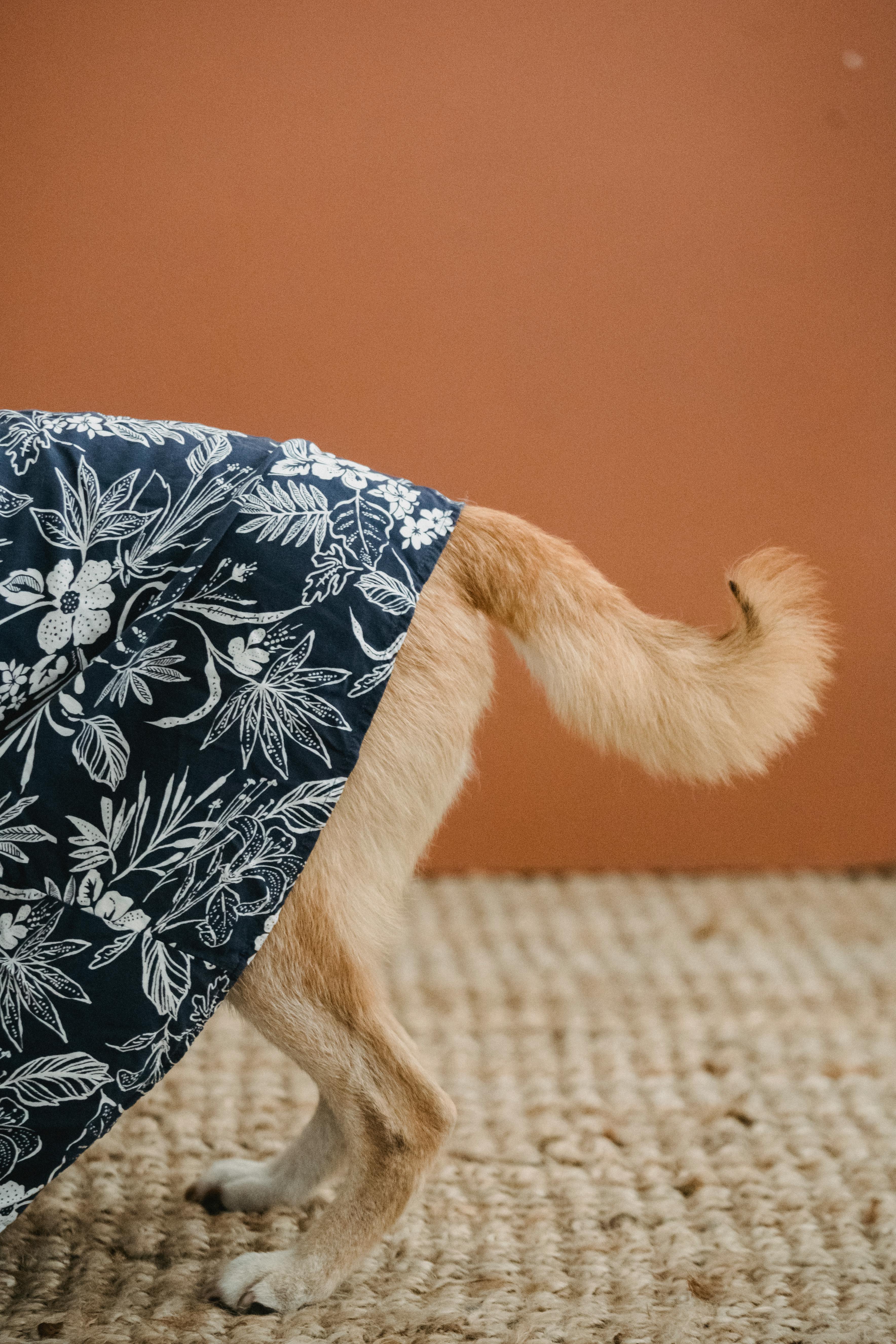 dog in clothes with shaking tail