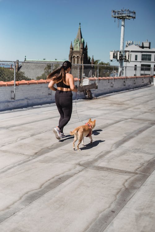Free Full body back view of unrecognizable female runner having cardio training with dog on leash in sunny day Stock Photo