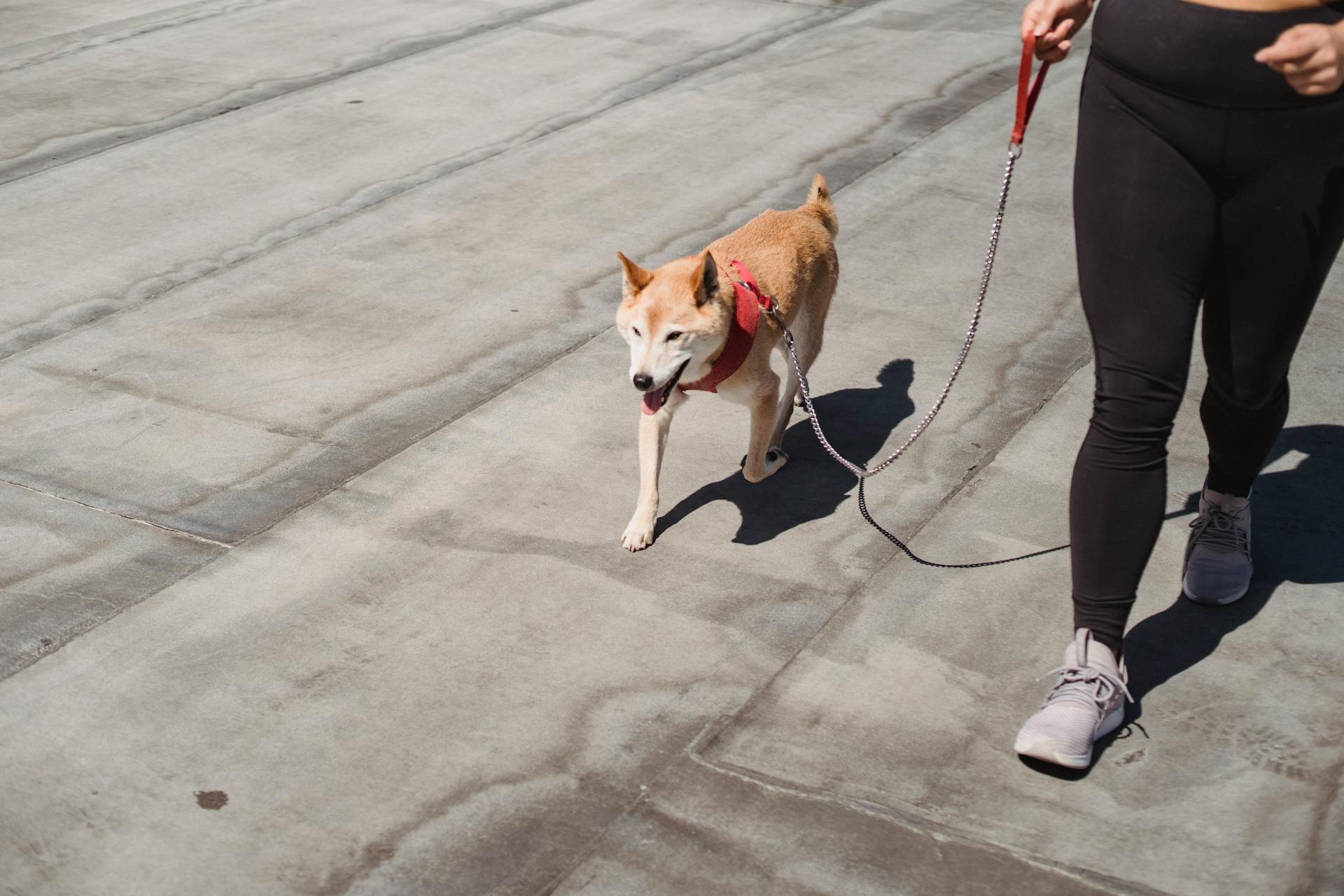 Woman walking with cute purebred Shiba inu