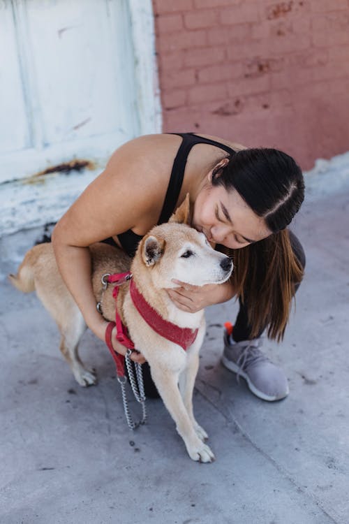 有愛心的亞洲女人接吻柴犬