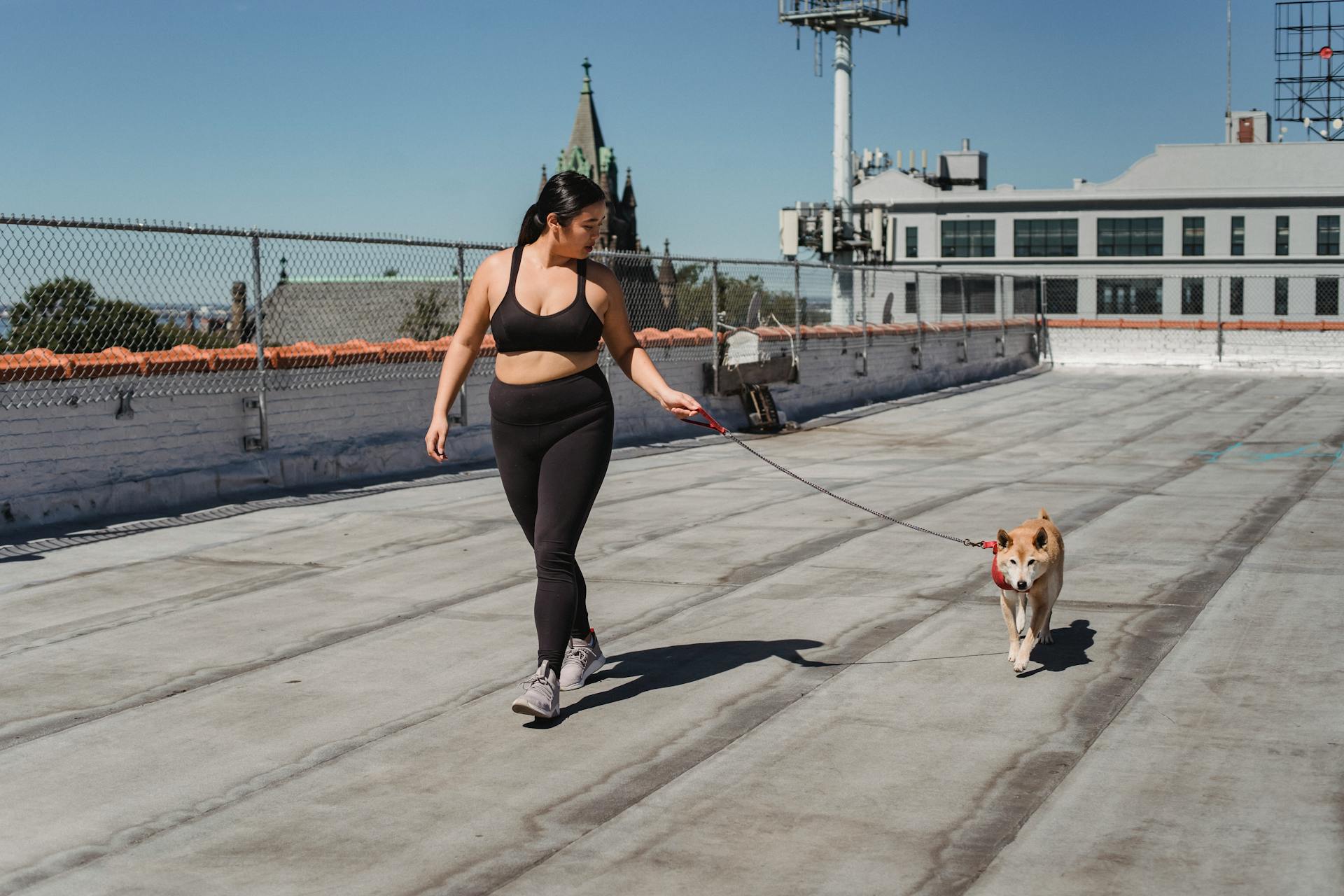 Full body of ethnic plus size female walking with adorable obedient purebred dog with leash