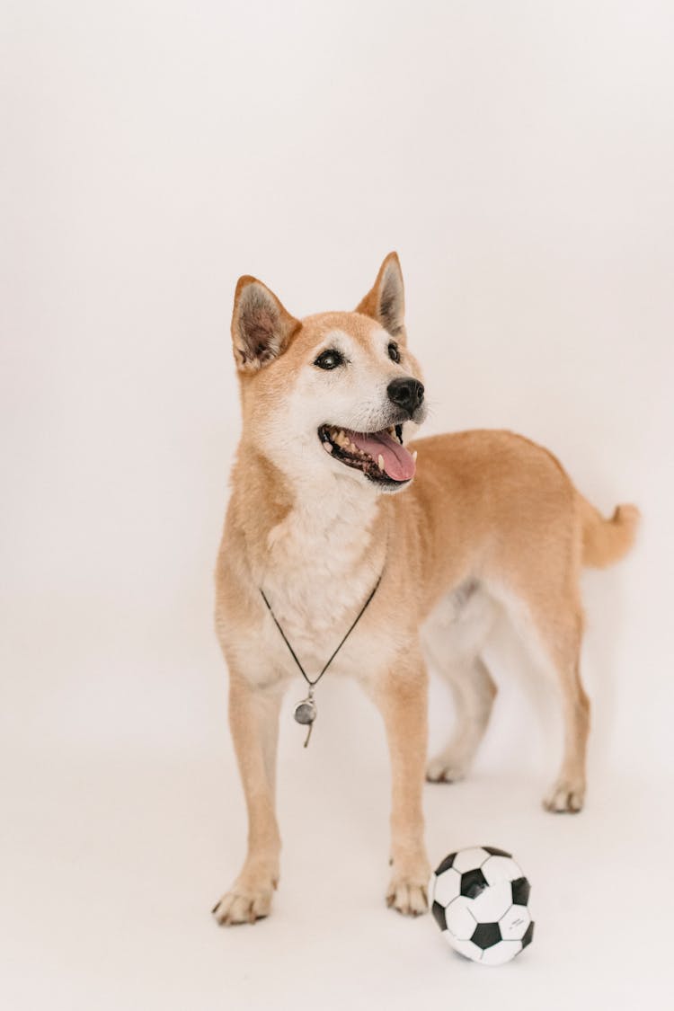 Cute Funny Shiba Inu With Small Soccer Ball In Studio