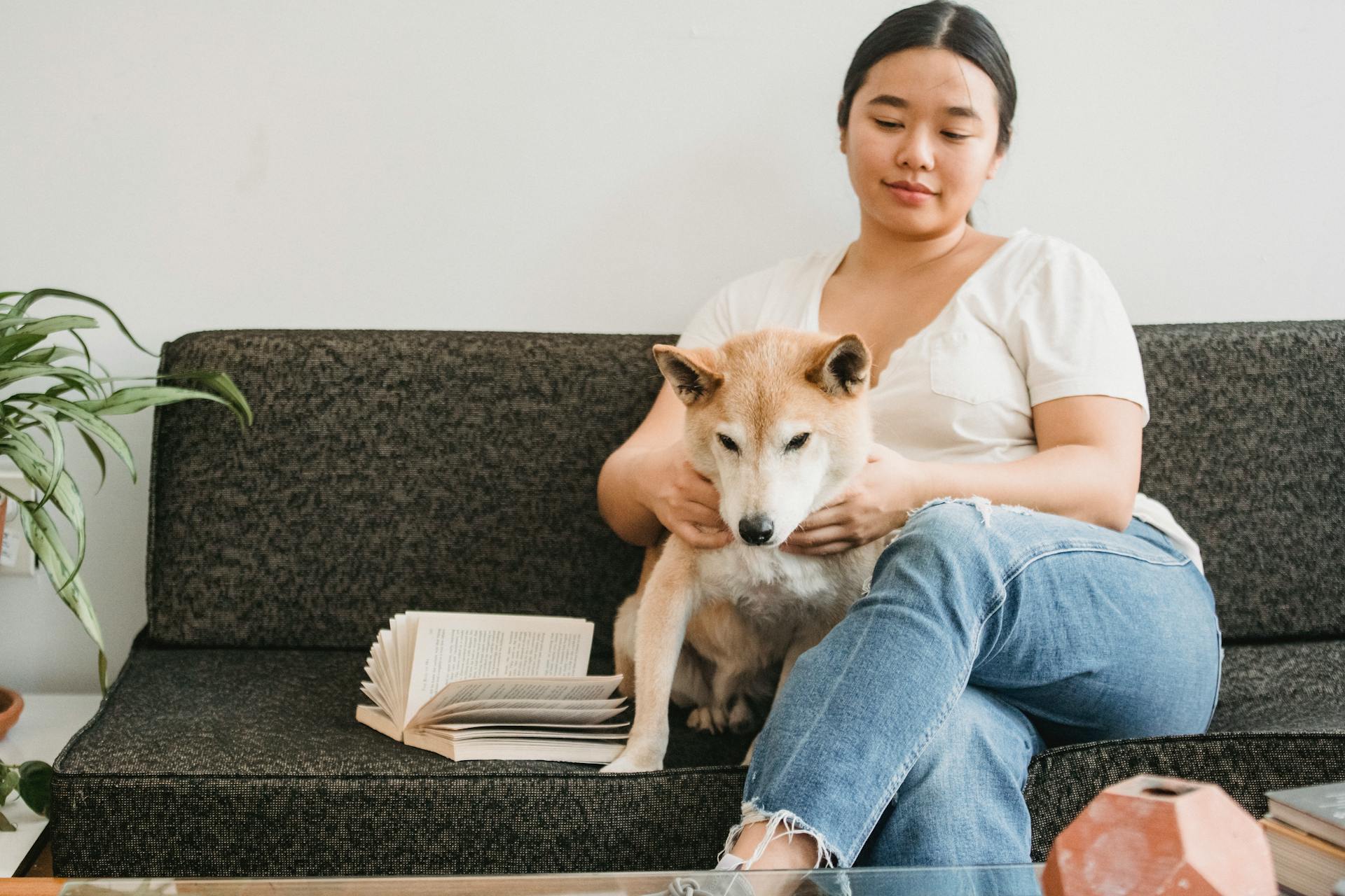 Kind Asian woman stroking cute Shiba inu on sofa with book