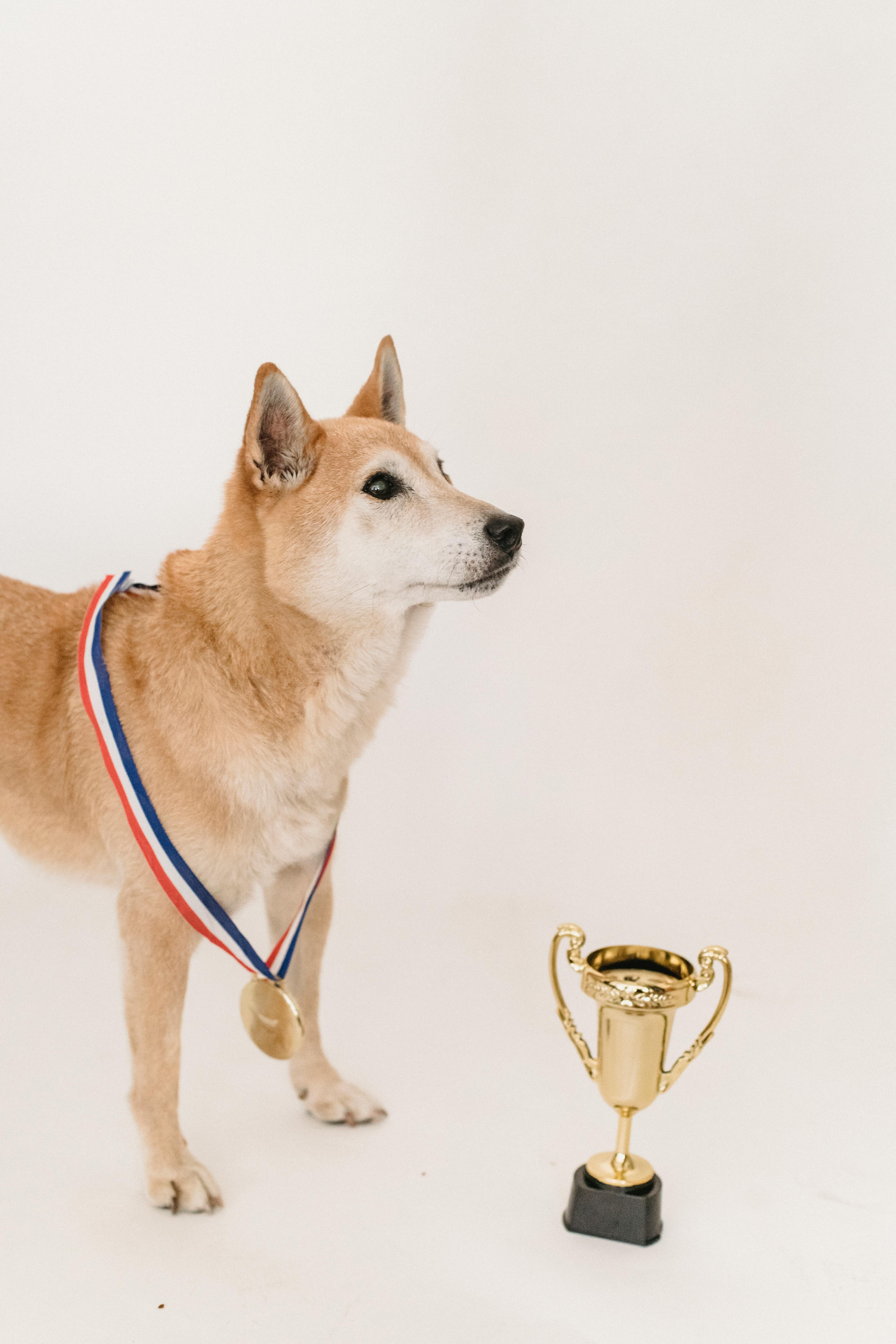 curious shiba inu with with champion trophy and medal