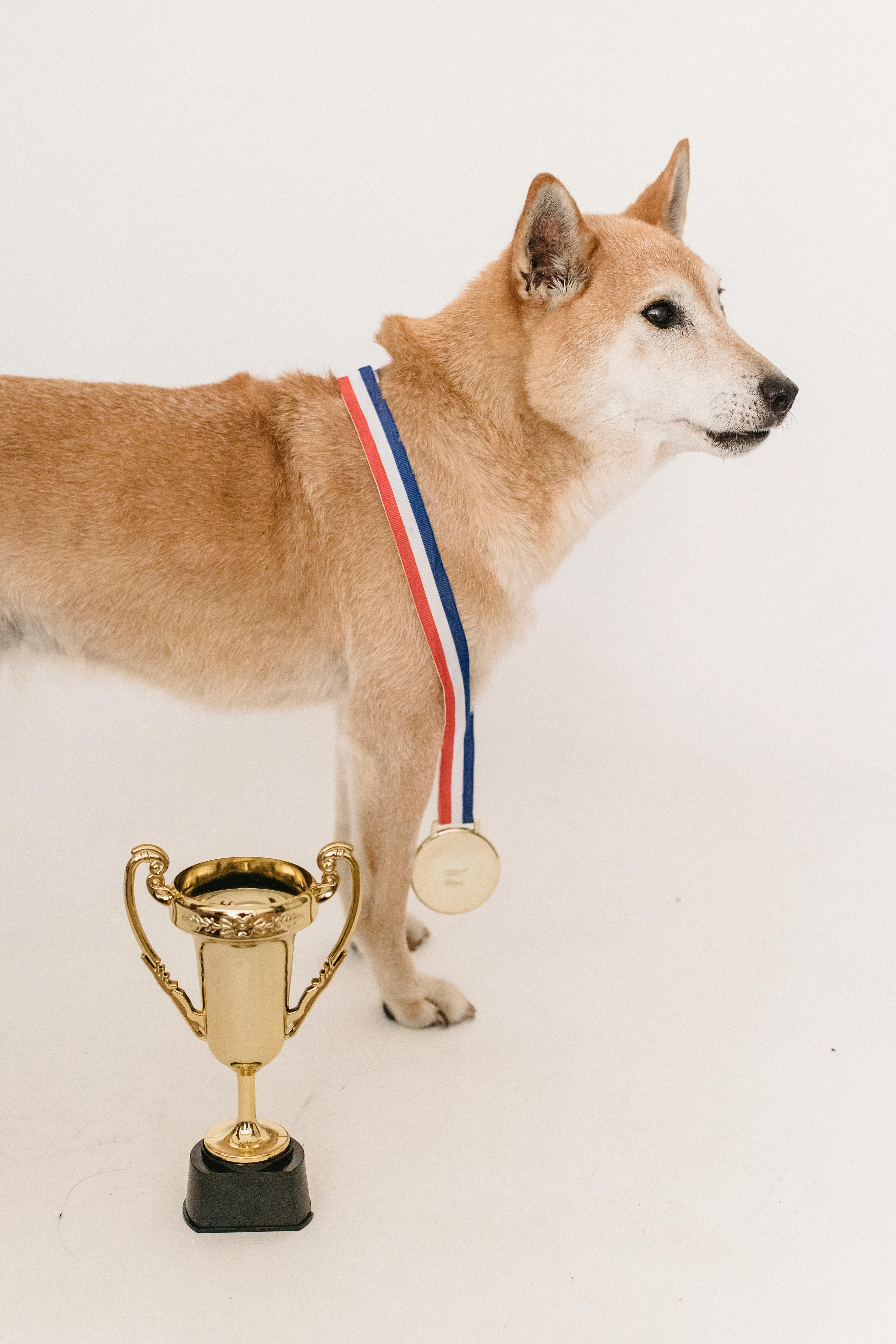 adorable obedient shiba inu with medal and golden trophy