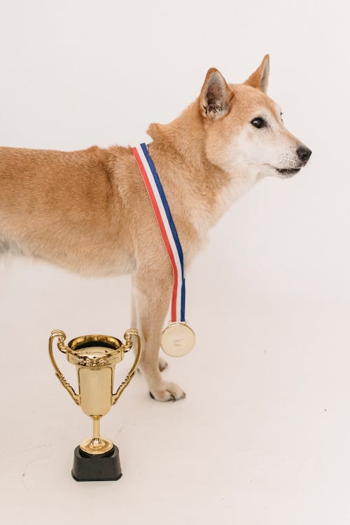 無料 メダルと金のトロフィーを持った愛らしい従順な柴犬 写真素材