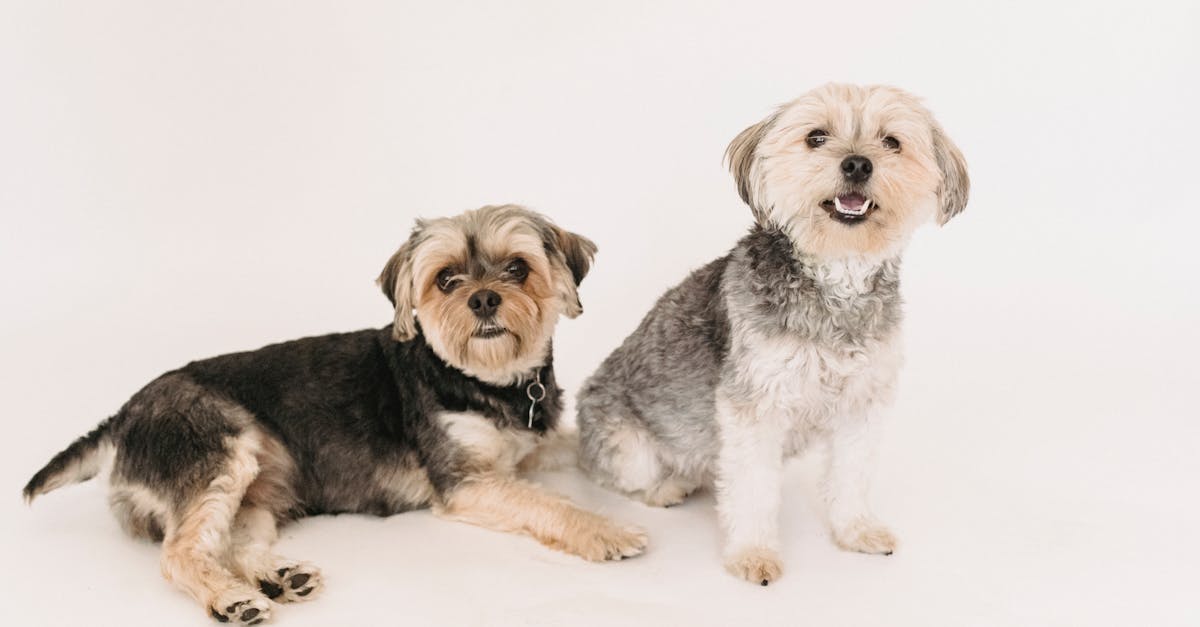 Funny adorable Yorkshire Terrier dogs sitting and lying on white background of studio