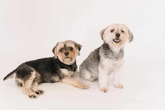 一只有趣可爱的约克夏梗犬坐在工作室的白色背景前