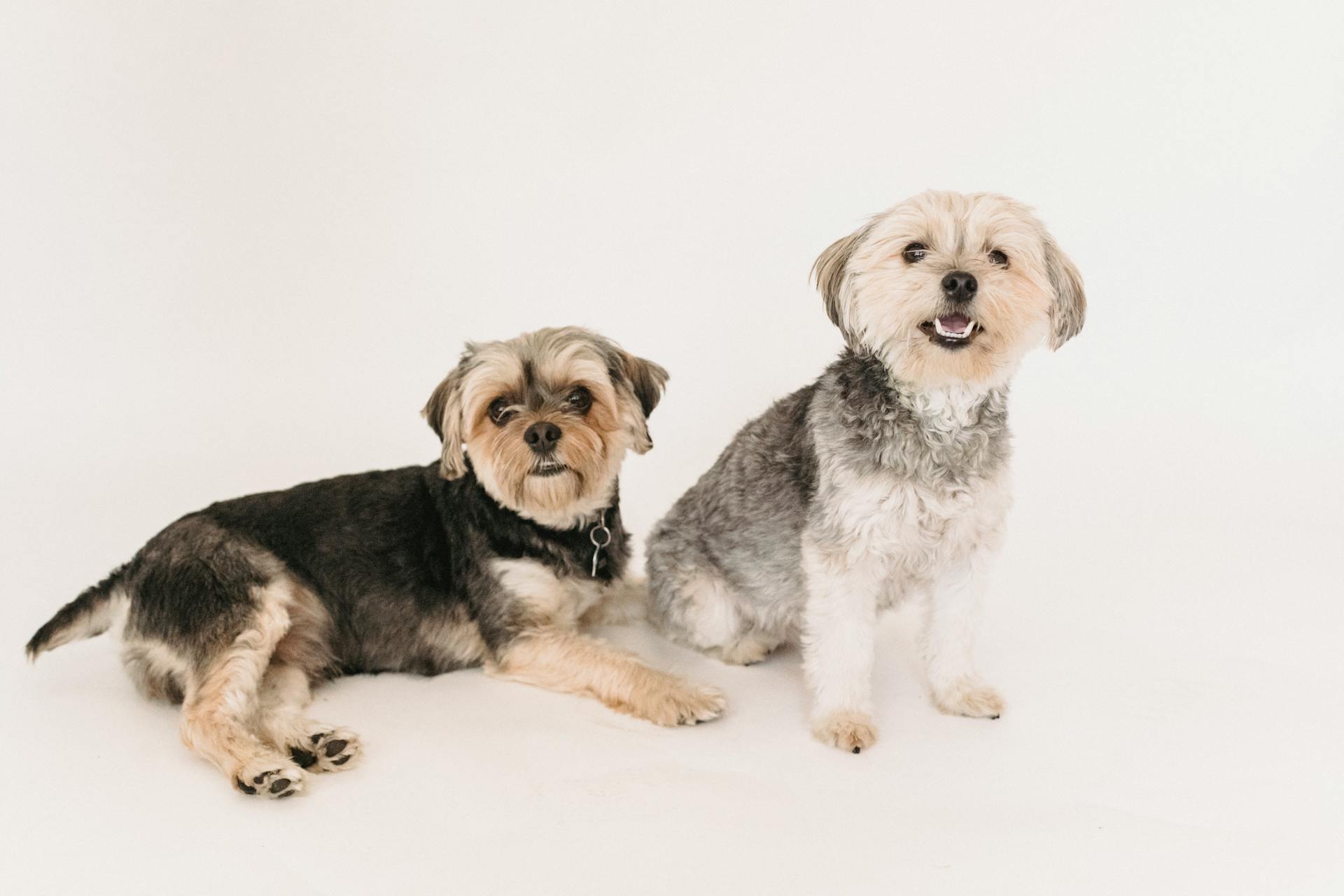 Funny adorable Yorkshire Terrier dogs sitting and lying on white background of studio