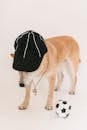 Cute Shiba inu in cap with whistle near soccer ball