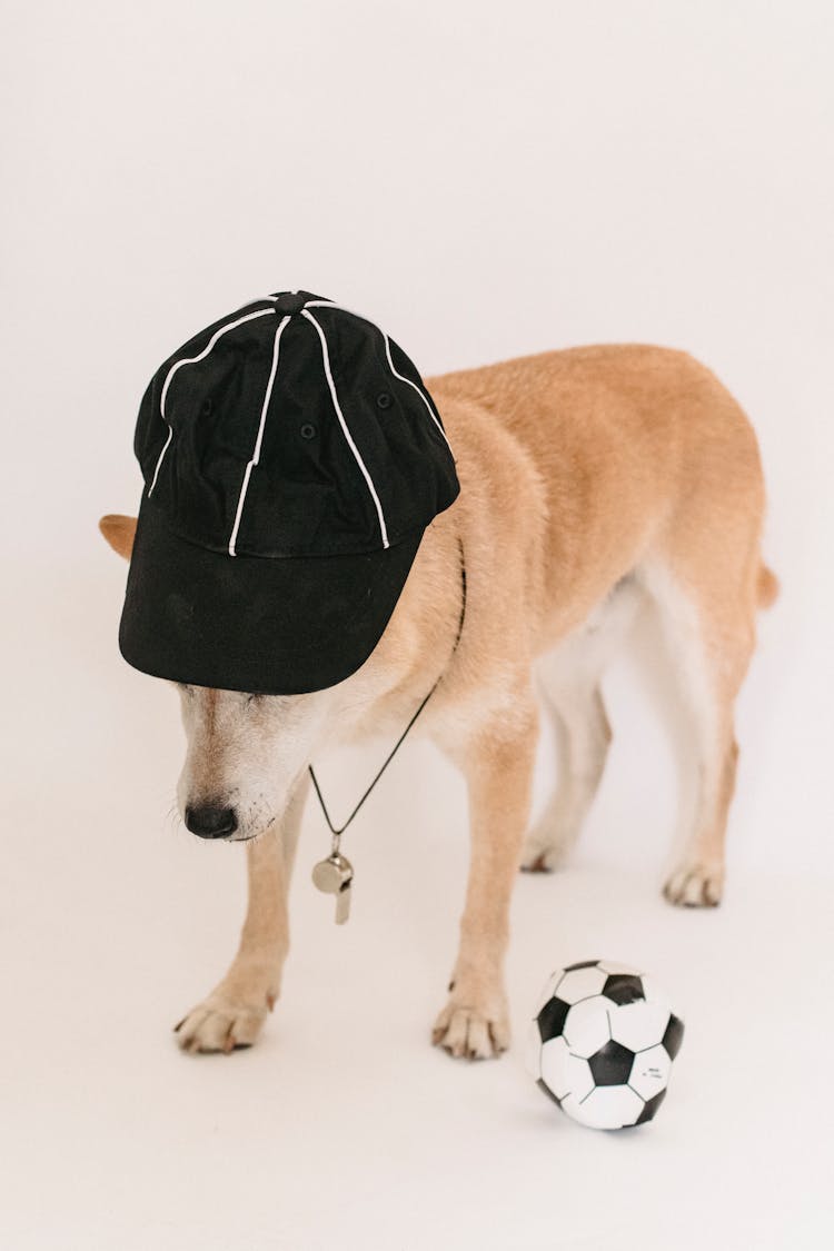 Cute Shiba Inu In Cap With Whistle Near Soccer Ball