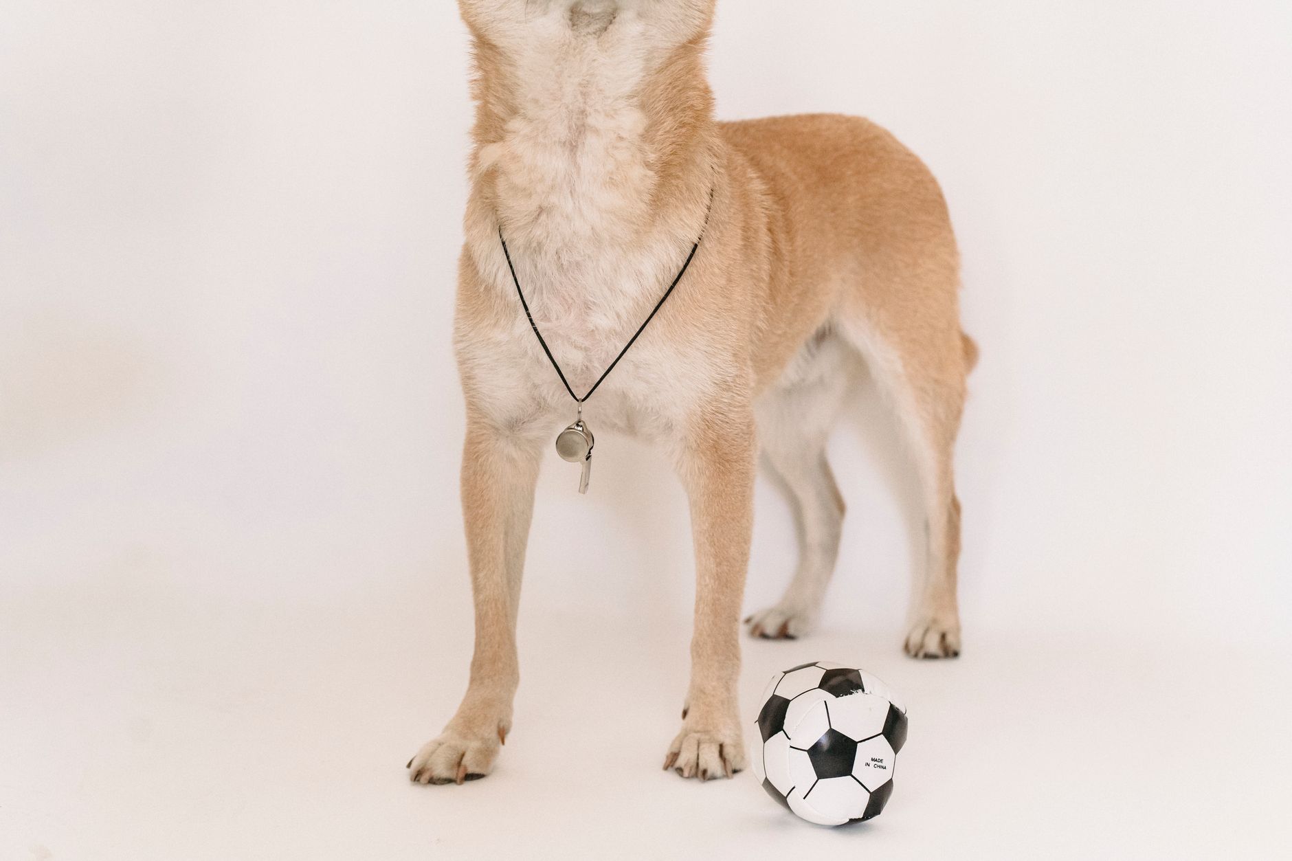 Fluffy cute dog with whistle and small soccer ball on white background of studio