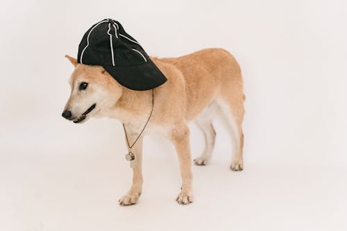 Free Adorable purebred dog in cap with whistle standing on white background of studio Stock Photo
