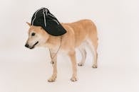 Adorable purebred dog in cap with whistle standing on white background of studio
