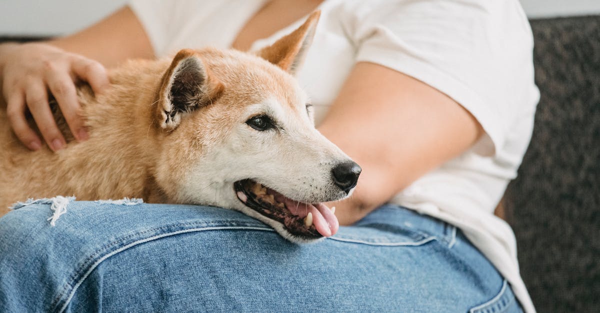 Woman with cute funny purebred Shiba inu