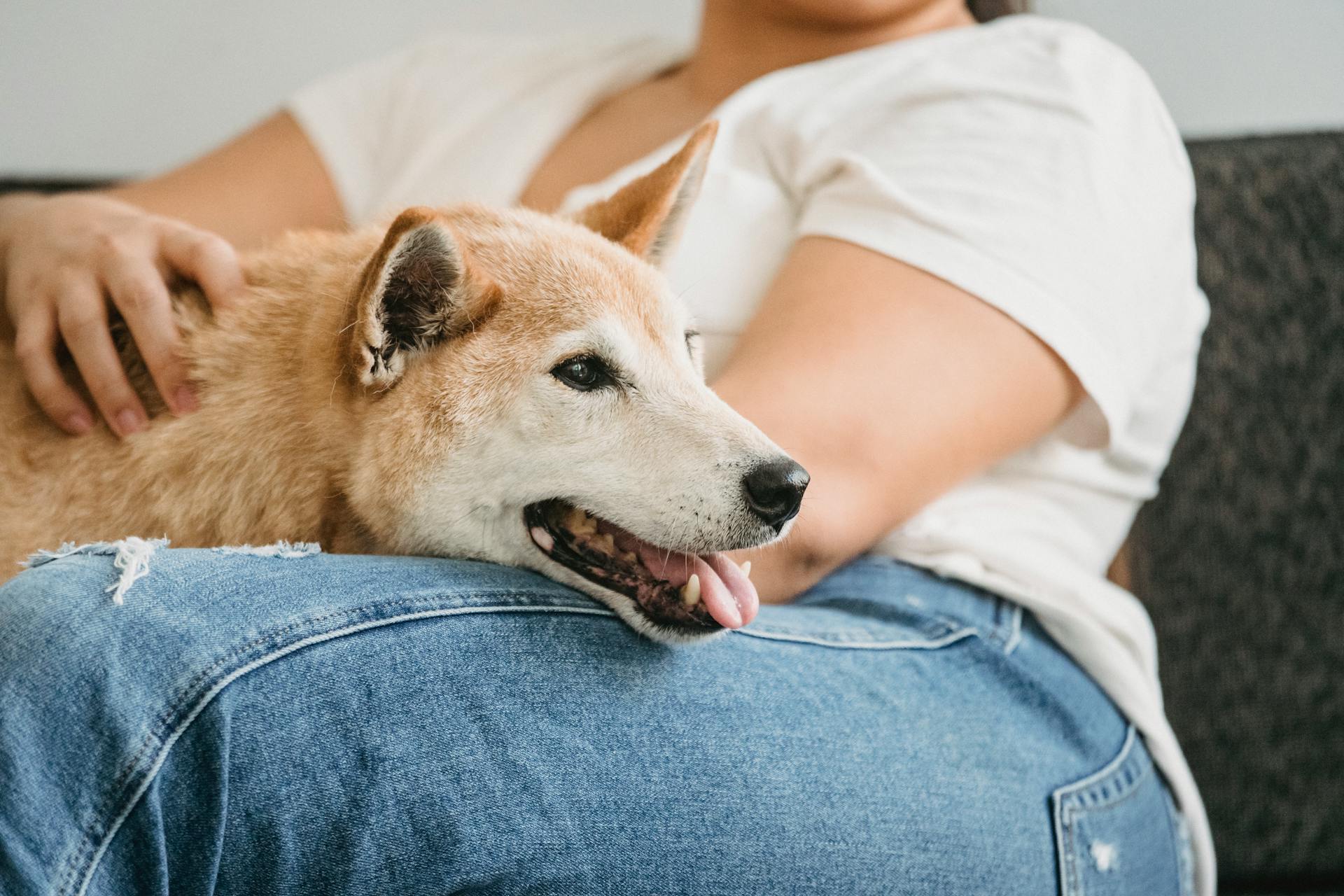 Woman with cute funny purebred Shiba inu