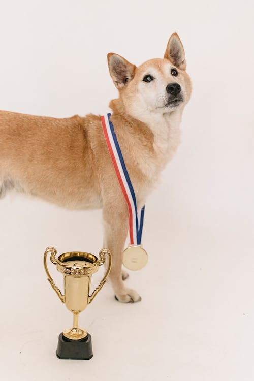 Clever cute funny dog with medal and golden shiny cup after contest on white background of studio