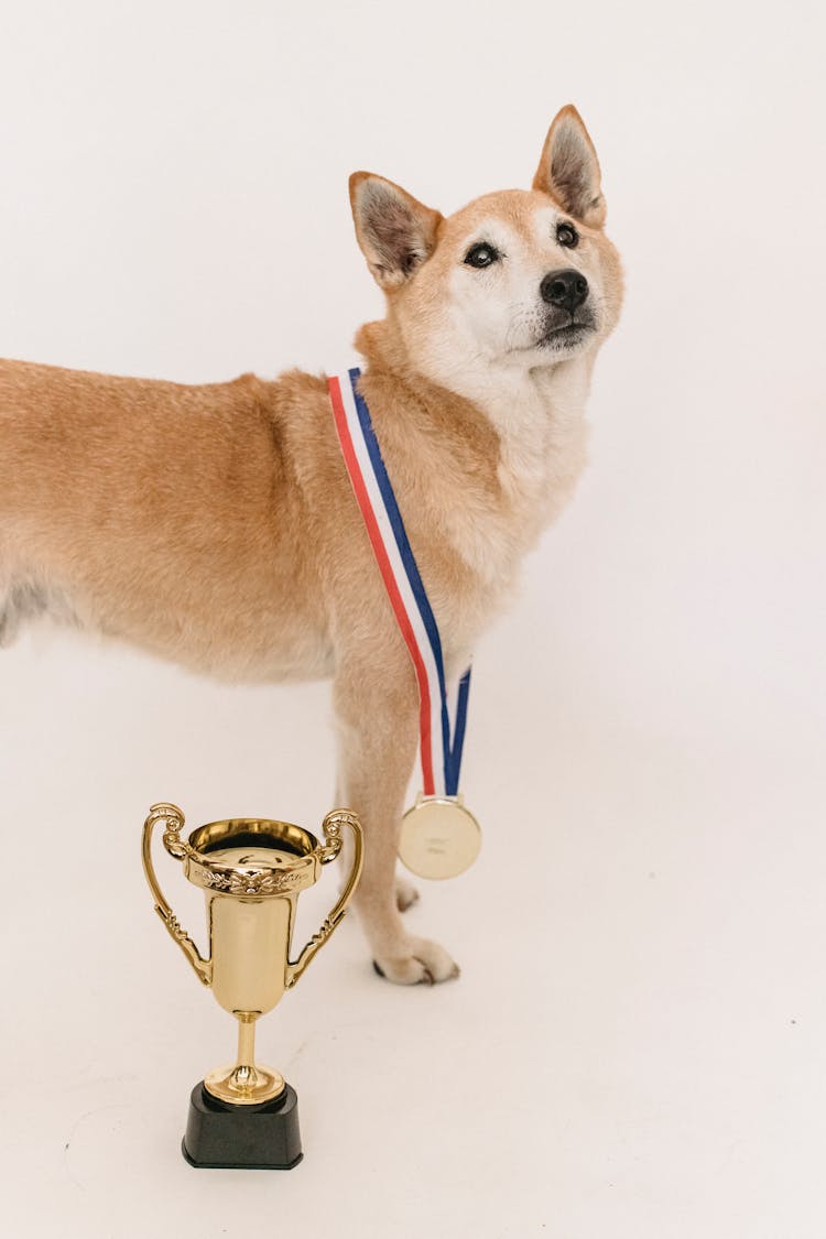 Curious Purebred Shiba Inu With Golden Trophy And Medal