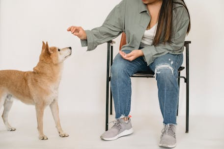 Woman sitting and training a Shiba Inu dog indoors in a studio setup.