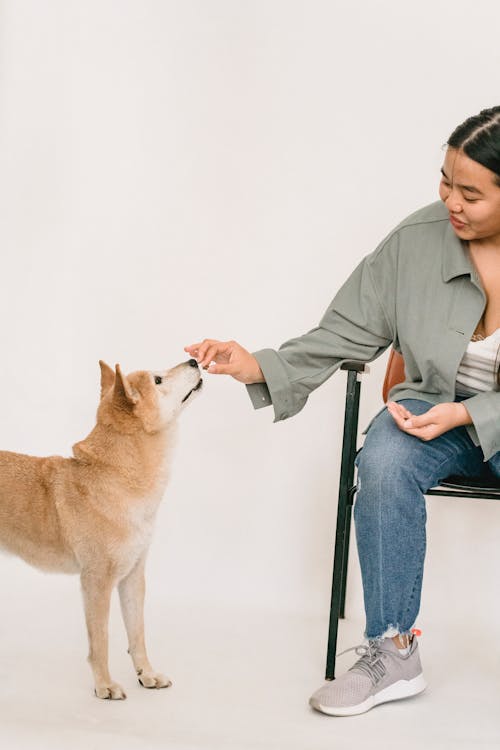 Crop kind ethnic female playing with obedient adorable dog on white background of studio