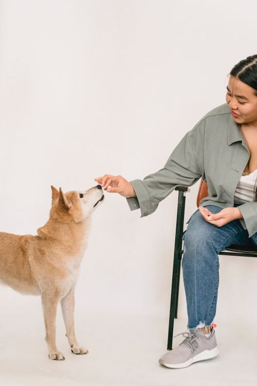 Free Crop kind ethnic female playing with obedient adorable dog on white background of studio Stock Photo