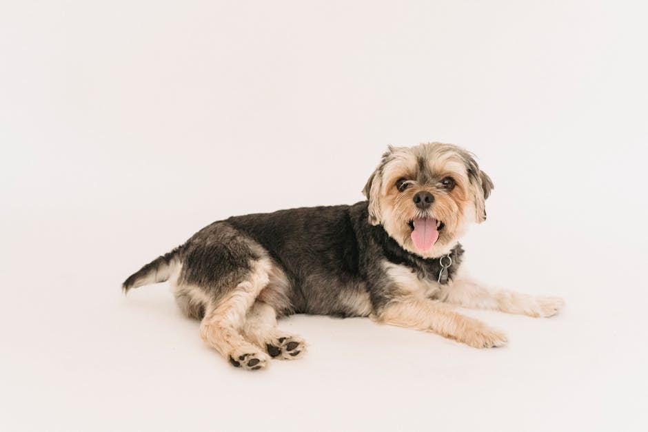 What FDA Research Reveals About Grain-Free Dog Food and DCM Risk Adorable Yorkshire Terrier lying indoors with tongue out, on a white backdrop.