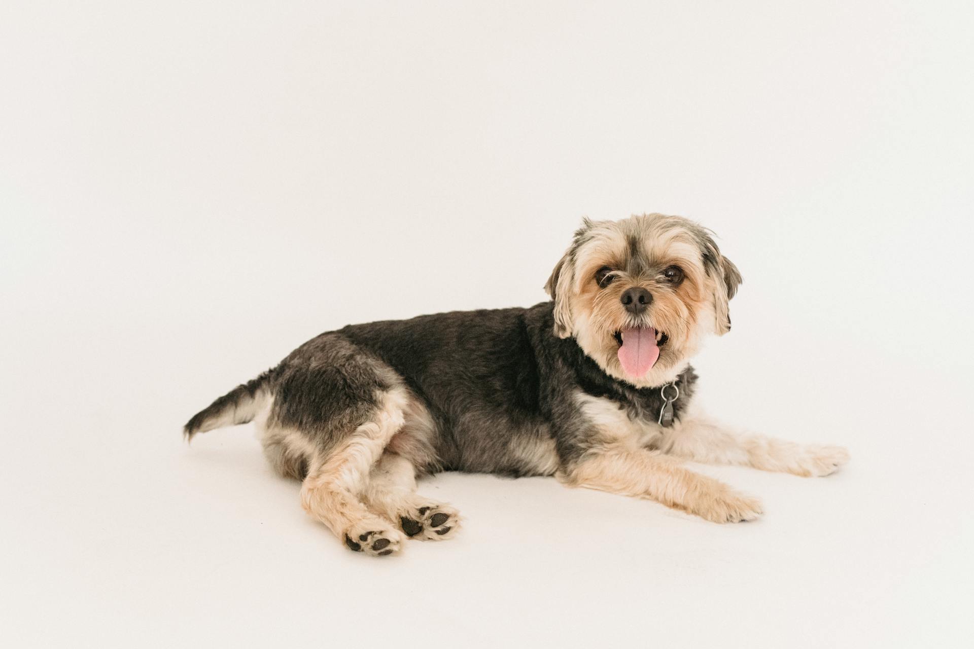 Cute fluffy Yorkshire Terrier lying on floor of studio