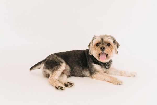 Microchipping