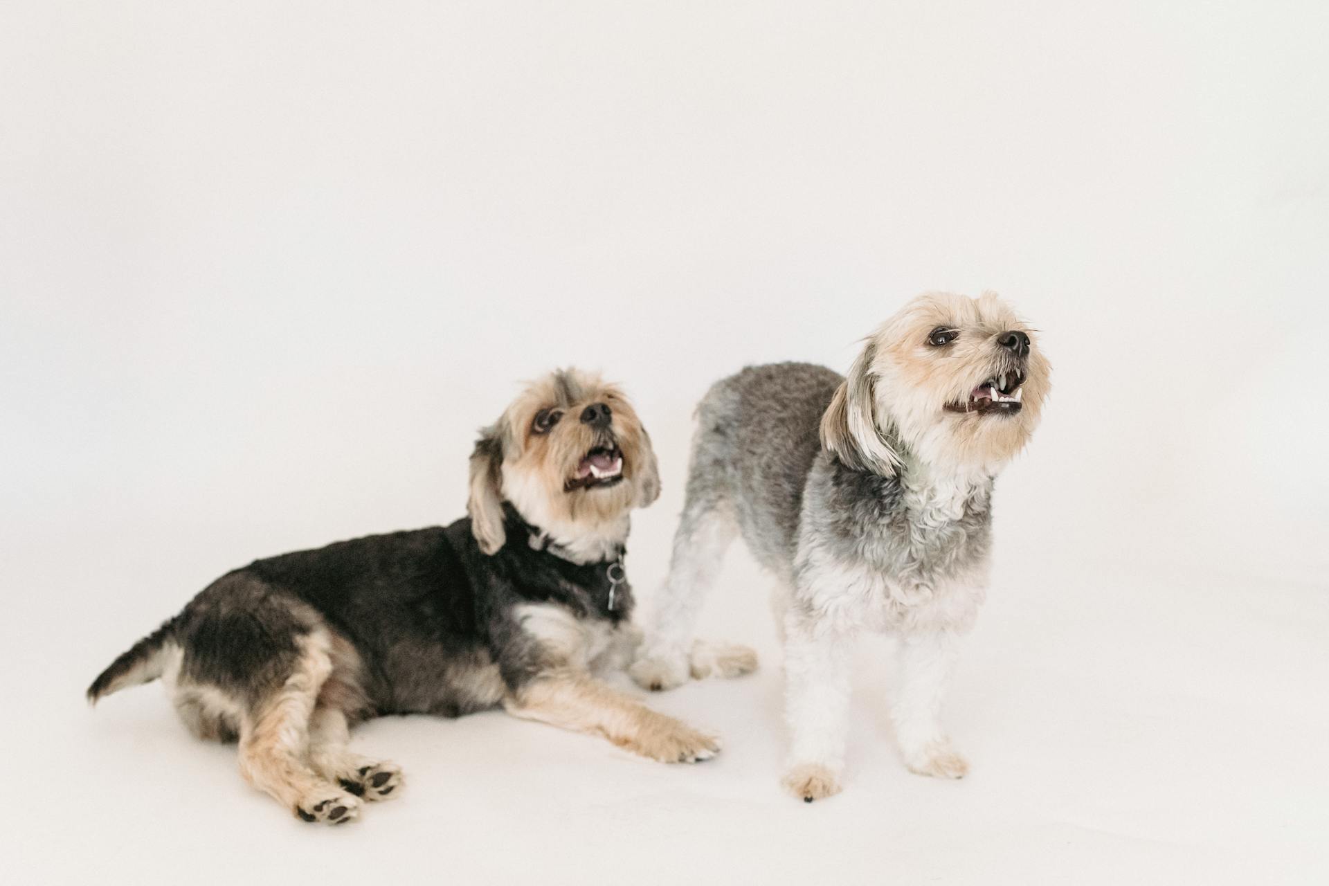 Small purebred Yorkshire Terrier dog playing in studio