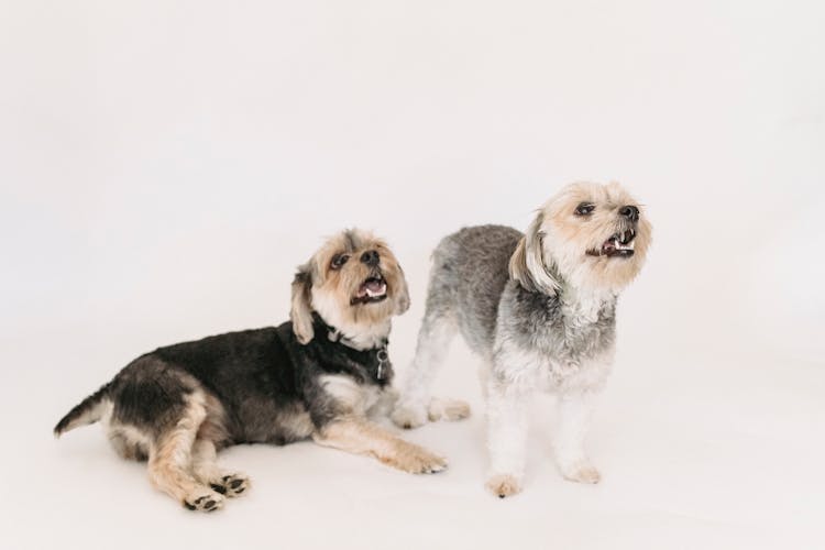 Small Purebred Yorkshire Terrier Dog Playing In Studio