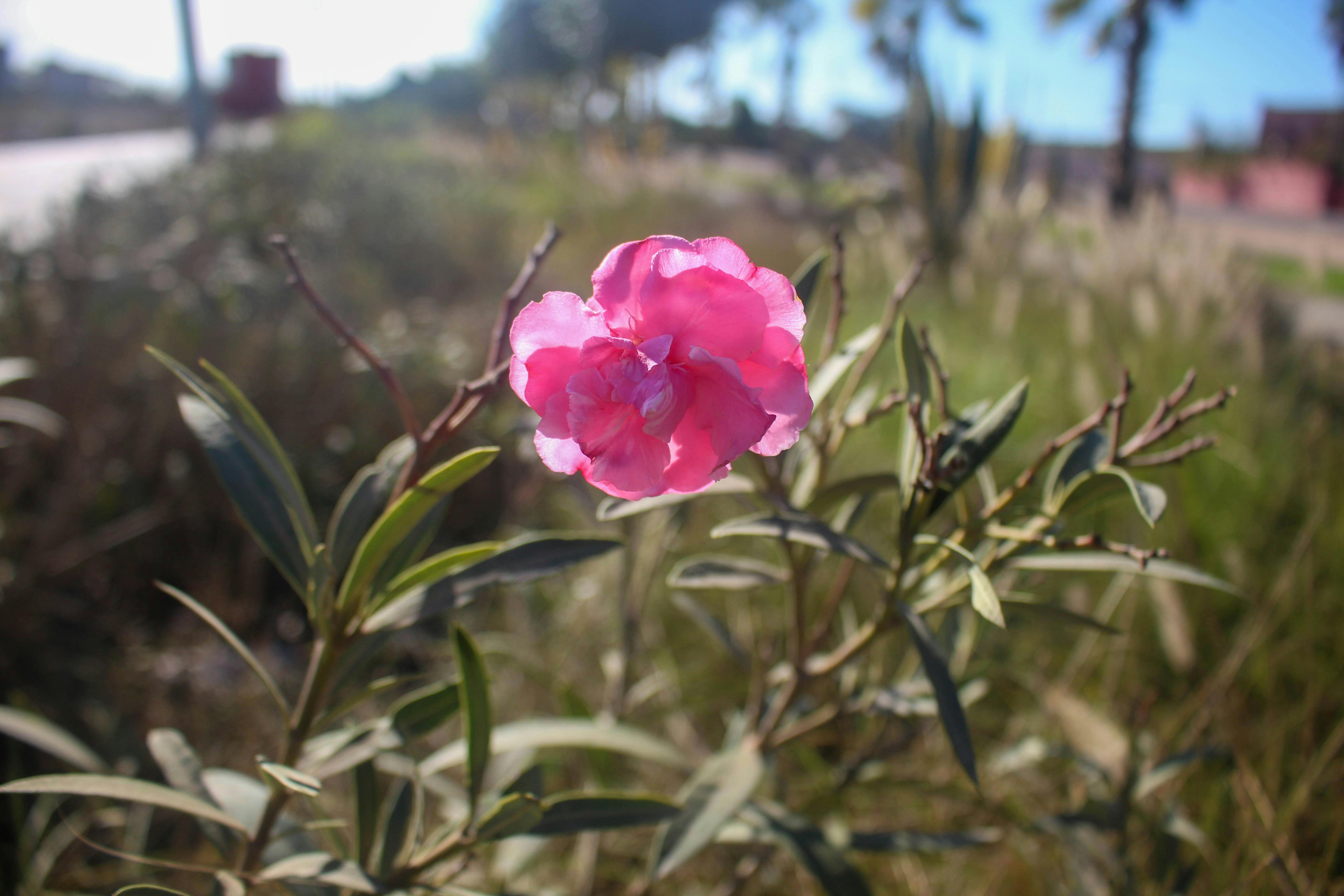 Veterinário examinando gato